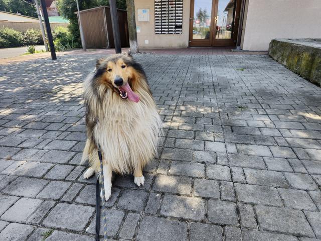 Cesar